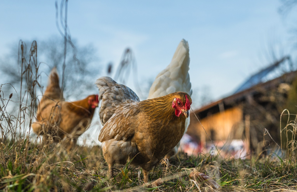 如何讓雞肉更有色澤，雞飼料中可以添加什么物質?