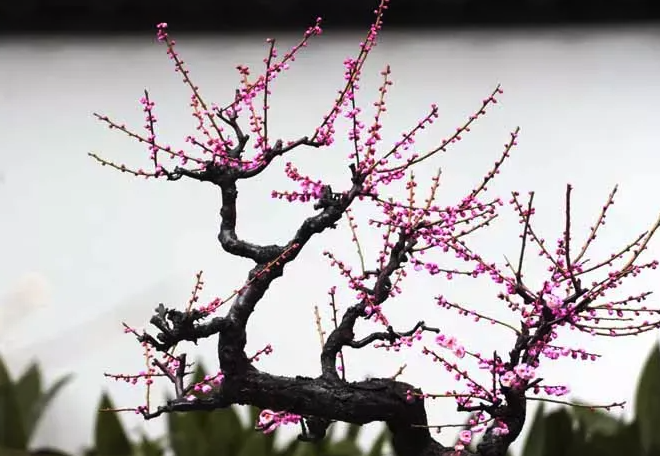 夏季梅花花芽分化期為什么要減少澆水量？