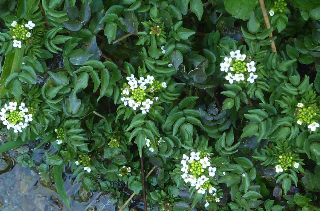 水蕹菜有什么營養(yǎng)價(jià)值，對(duì)種植環(huán)境有什么要求?