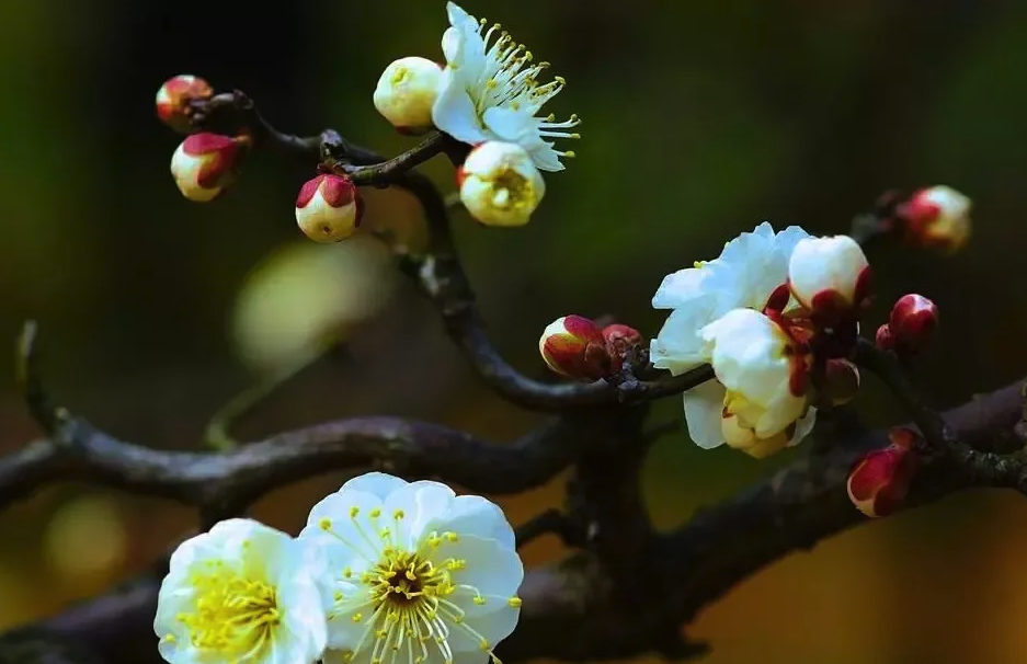 龍游梅對溫度和土壤有什么要求，花期在什么時候?