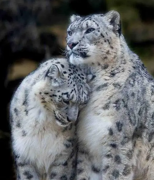 可愛并稀有的野生動物，你知道幾個？