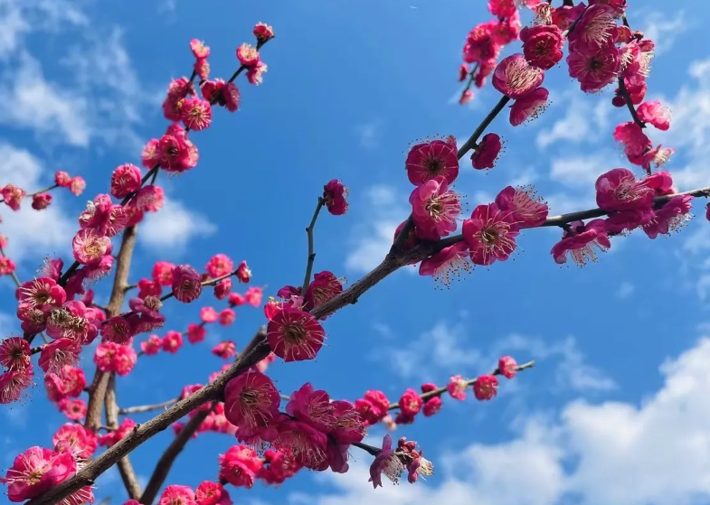 梅花出現白粉病有哪些癥狀，如何進行防治?