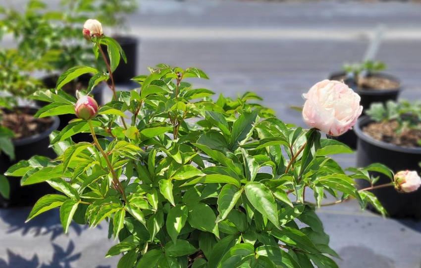 芍藥如何進行分株繁殖，有什么分株方法?