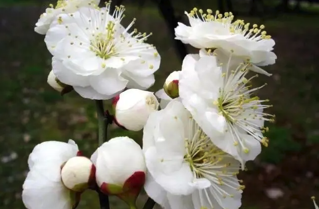 玉蝶梅怎么進行修剪，花期在什么時候？