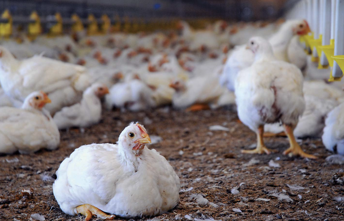 高力米先是什么藥物，加入到雞飼料中有哪些好處?