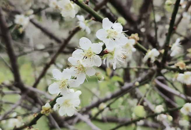  灑金梅對種植環(huán)境有什么要求，花期在什么時(shí)候?