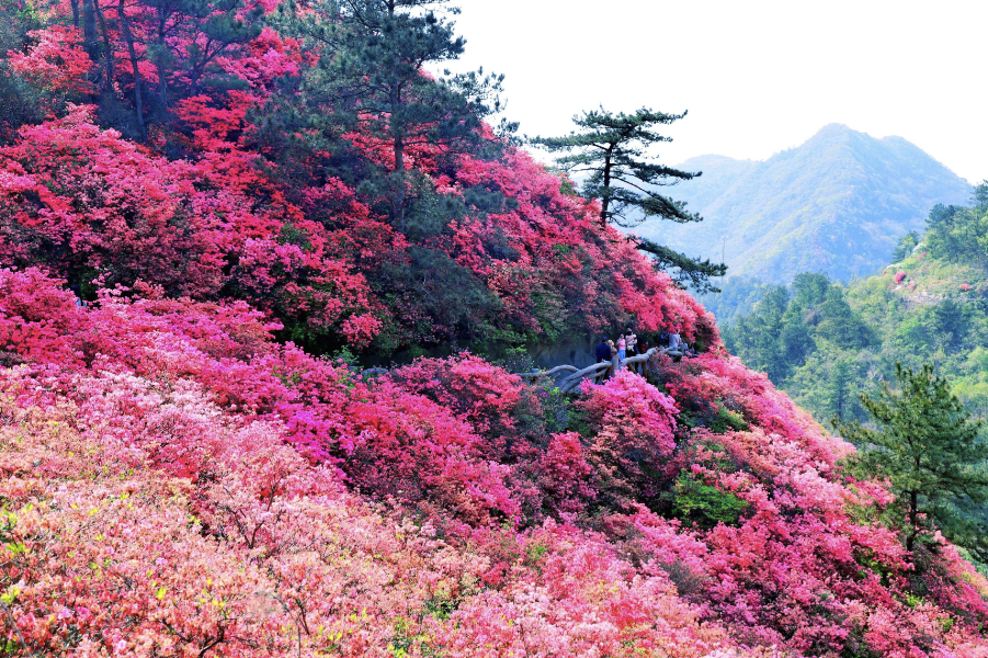 映山紅對種植環境有什么要求，花期在什么時候?