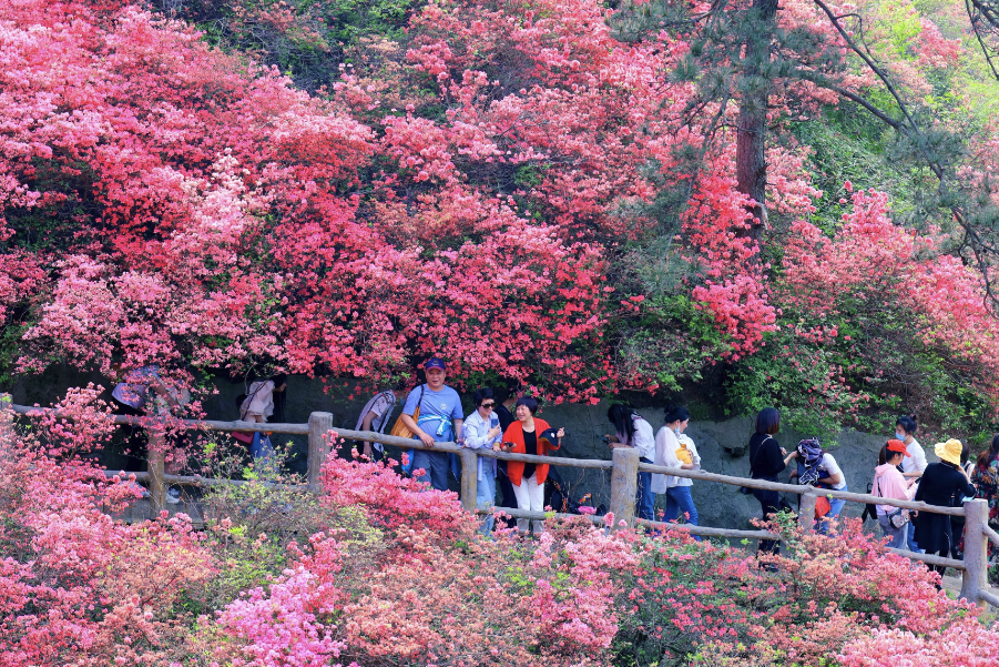 映山紅對種植環境有什么要求，花期在什么時候?