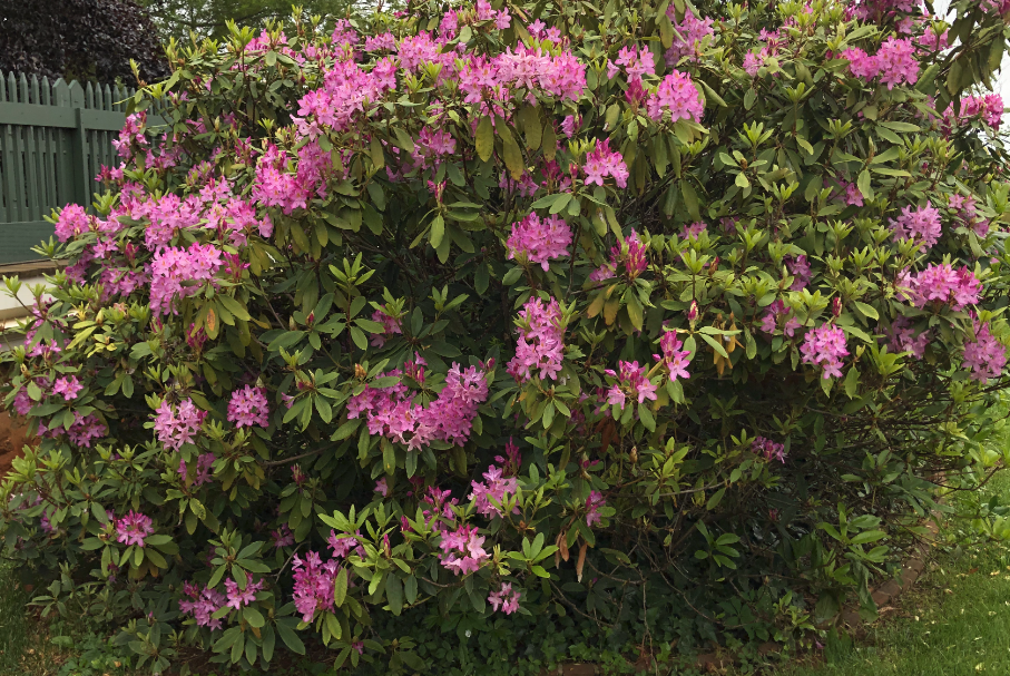 杜鵑花在中國(guó)的種植歷史有多久，有哪些花語(yǔ)?