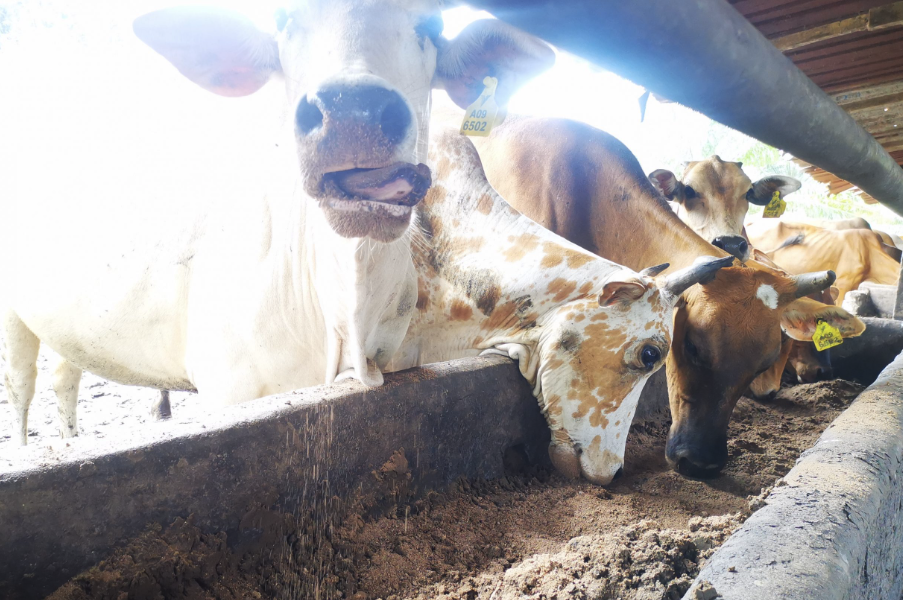 亞速爾苜蓿可以用作牛飼料嗎，需要如何處理？