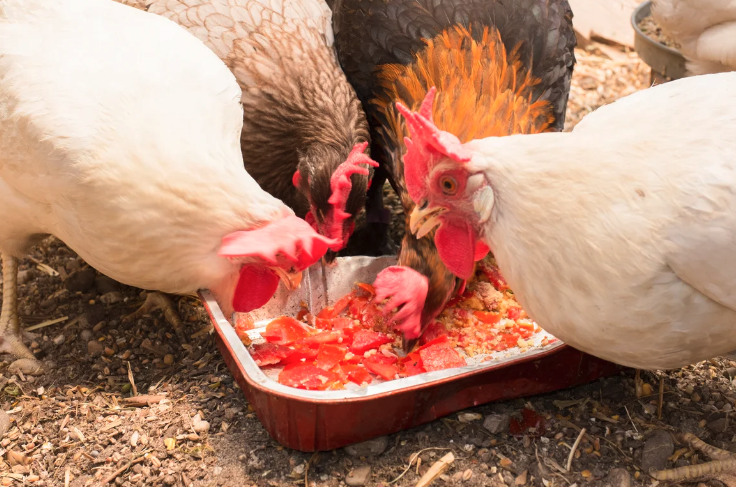 強(qiáng)化復(fù)合添加劑是什么成分，加入雞飼料有哪些好處?