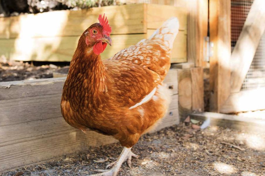 谷物喂養和飼料喂養哪個對雞的生長更好?