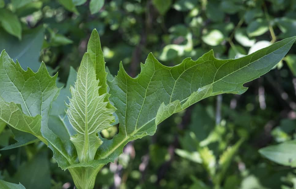 串葉松香草的種植方法和注意事項介紹?