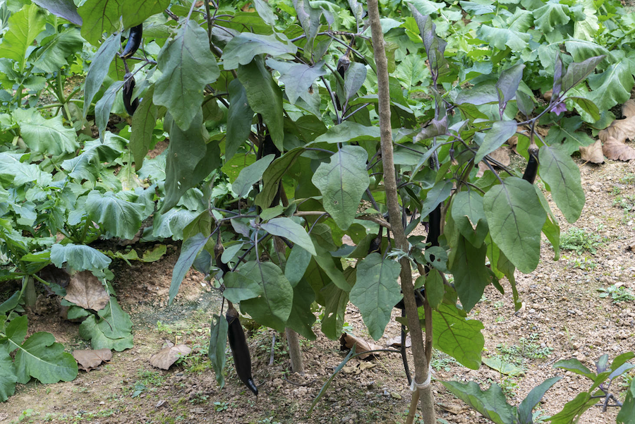 高溫天氣對茄子幼苗葉片生長有哪些影響？