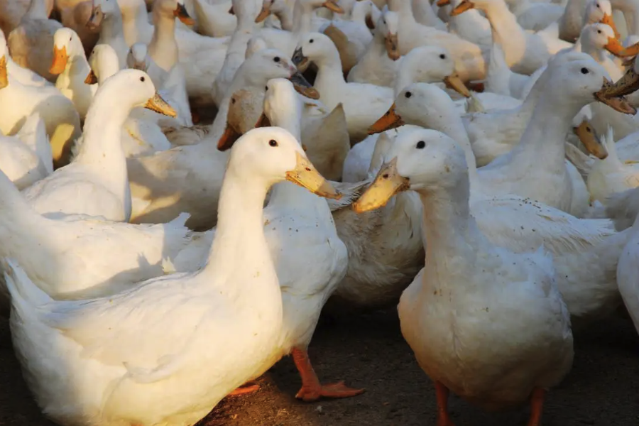 肉鴨飼料中加入什么可以提高肉的色澤？