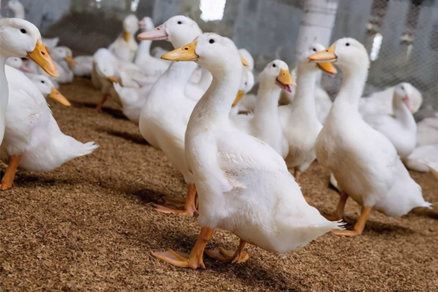 肉鴨飼料中加入什么可以提高肉的色澤？