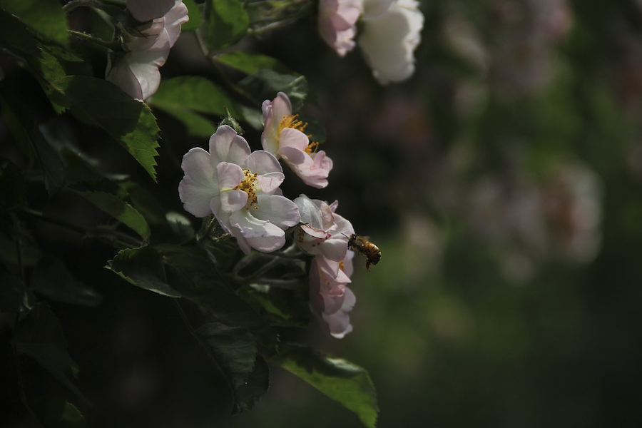 粉團(tuán)薔薇的種子如何培育，需要什么條件？