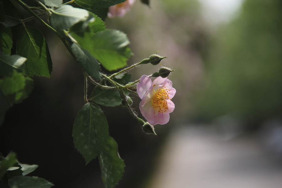 粉團(tuán)薔薇的種子如何培育，需要什么條件？