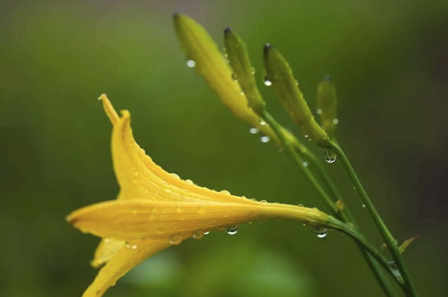 小黃花菜有哪些形態(tài)特點(diǎn)，主要分布在哪些地區(qū)？