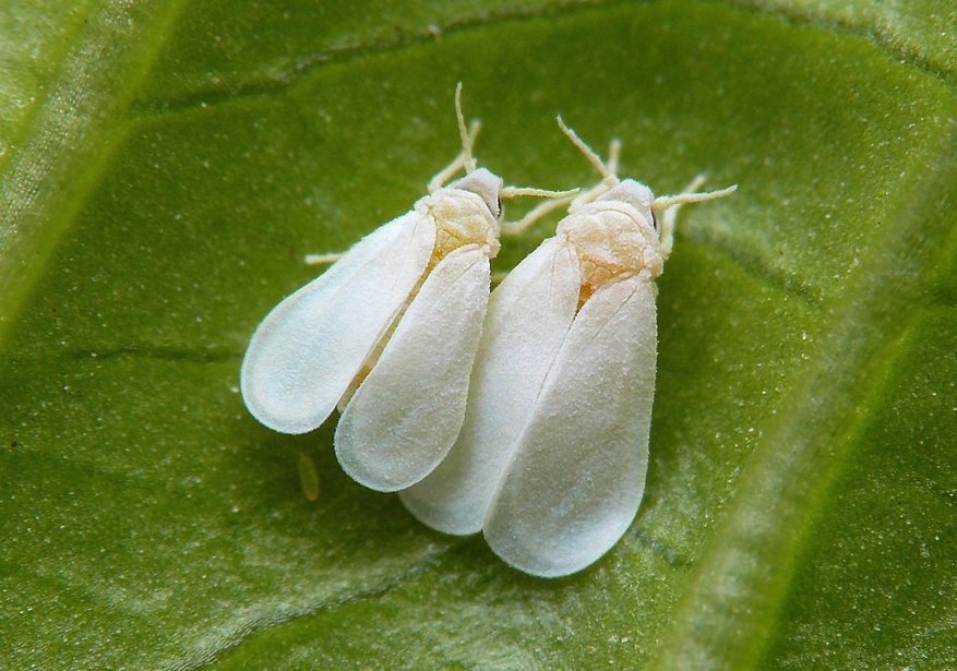 白粉虱有什么形態特點和生態習性?