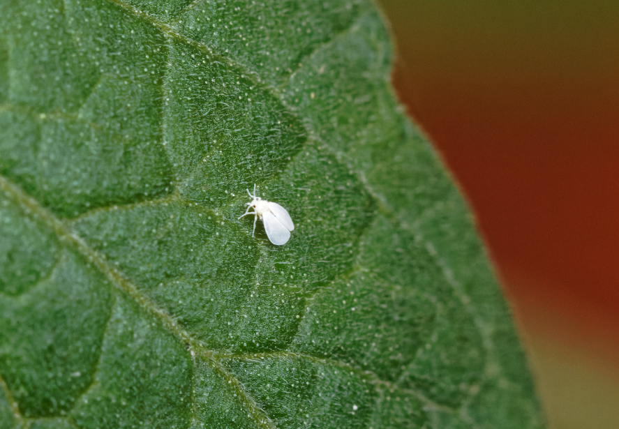 白粉虱有什么形態特點和生態習性?