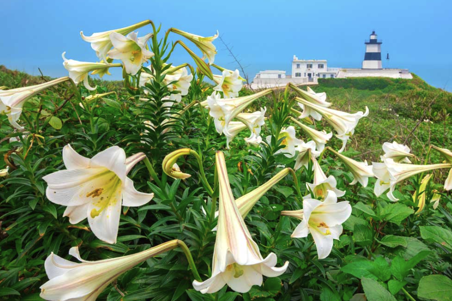 蘭州百合對(duì)光照和土壤有哪些要求，石灰質(zhì)土可以種植嗎？