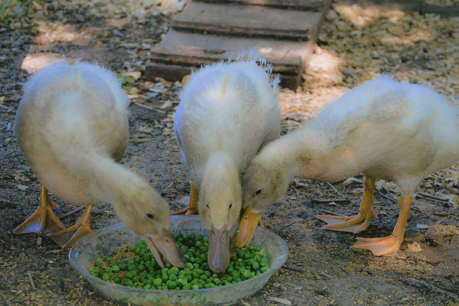 為什么高粱在鴨子飼料中的占比較低？