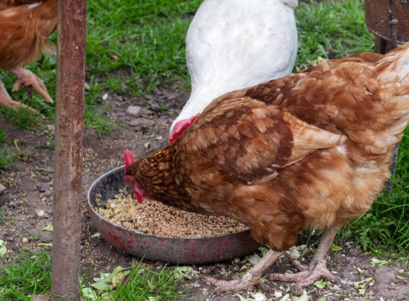 泛酸和煙酸加入雞飼料中有哪些好處?