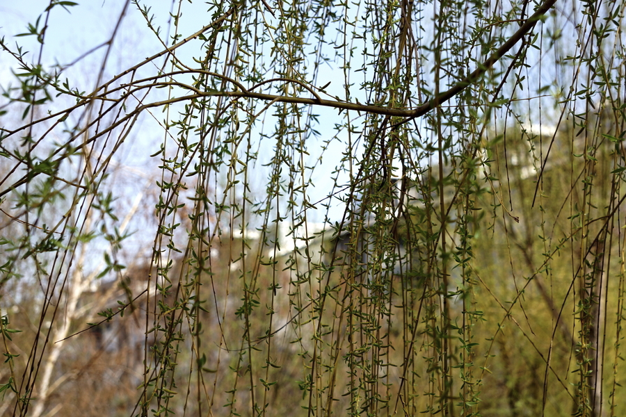 黑柳是什么植物，有哪些形態(tài)特點(diǎn)？