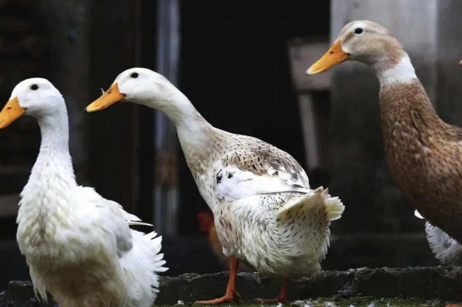 硫酸亞鐵補充到鴨飼料中有什么作用？