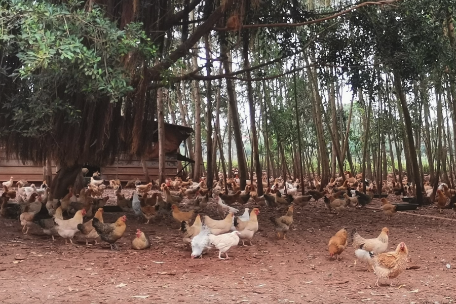 碘化鉀可以添加到雞飼料中嗎，有什么好處？