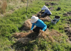 <strong>粘質(zhì)土壤用來種植晚香玉有什么好處?</strong>