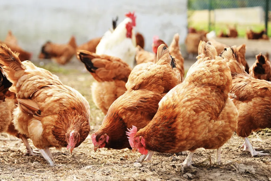 有效磷加入到雞飼料中有哪些作用?