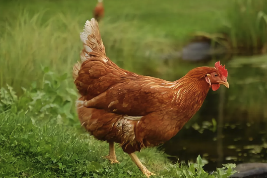 有效磷加入到雞飼料中有哪些作用?