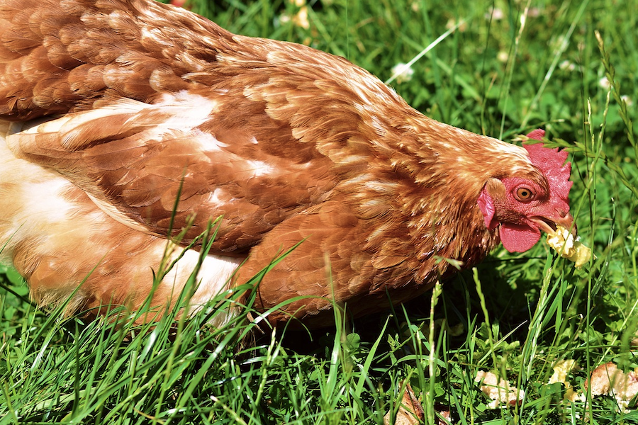 禽類多維素是什么，添加的雞飼料有哪些好處?