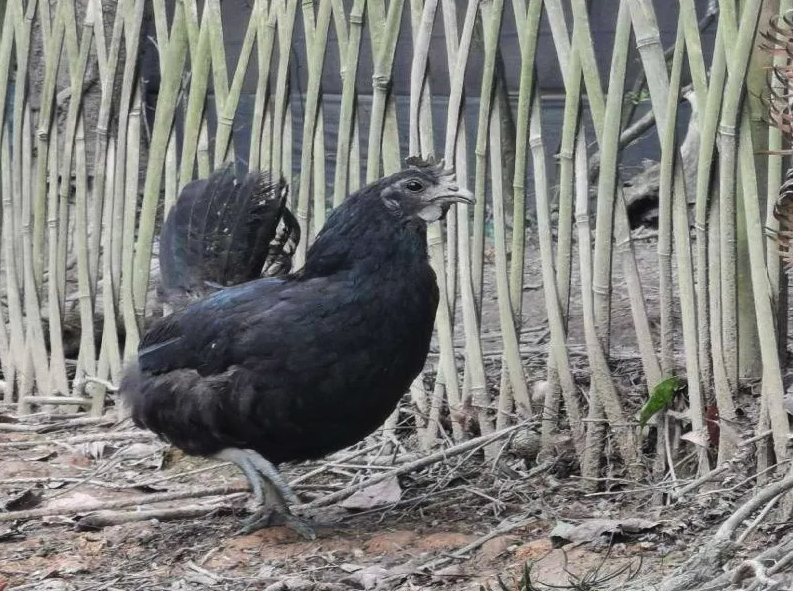 中國黑鳳雞的血液是黑色的嗎，哪些原因形成的?