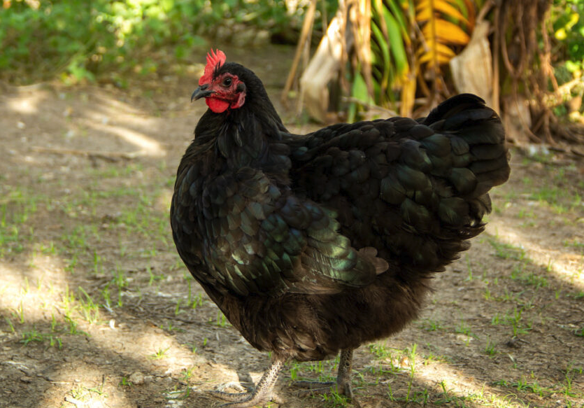 中國黑鳳雞產蛋量怎么樣，有什么營養?