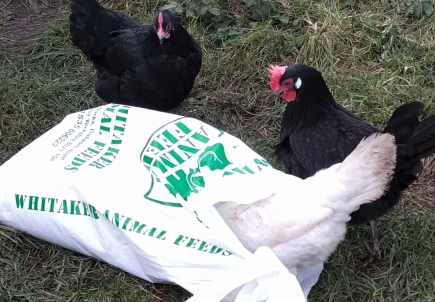 雞飼料中的食鹽應(yīng)該控制在多少最好?