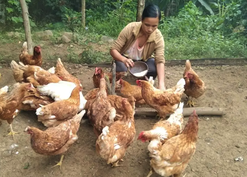 清遠麻雞的產蛋量怎么樣，肉質營養如何?