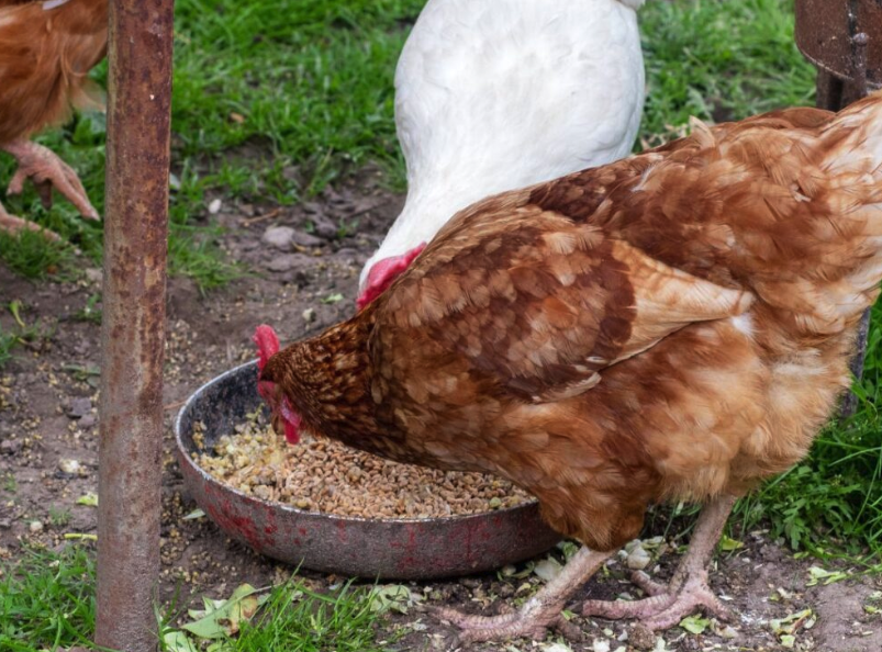 泛酸和煙酸加入雞飼料中有哪些好處?