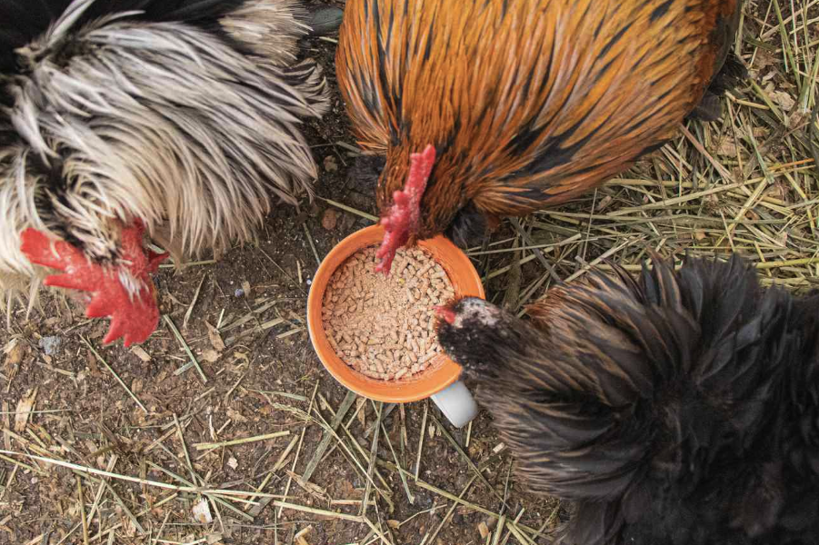 育成期雞對于蛋白質飼料的需求怎么樣？