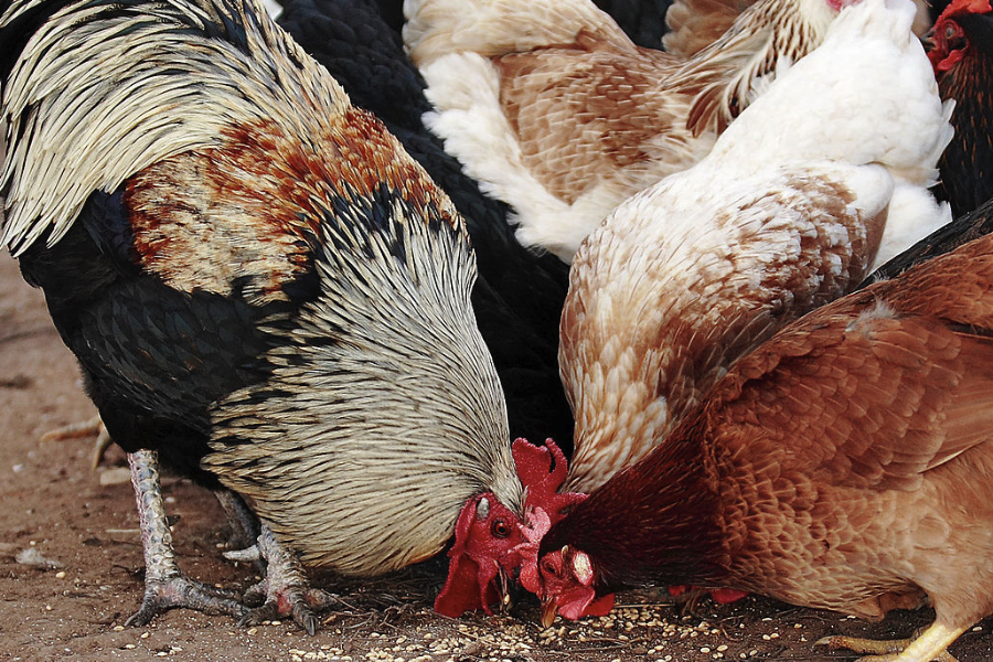 育成期雞對于蛋白質飼料的需求怎么樣？