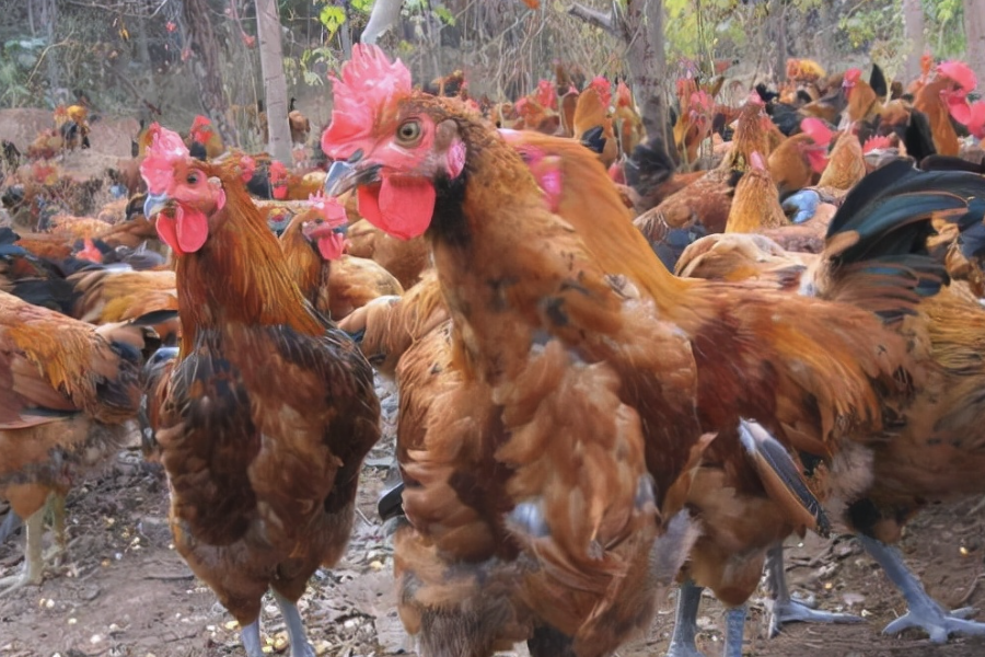 要提高肉雞的生長速度飼料成分怎么搭配?