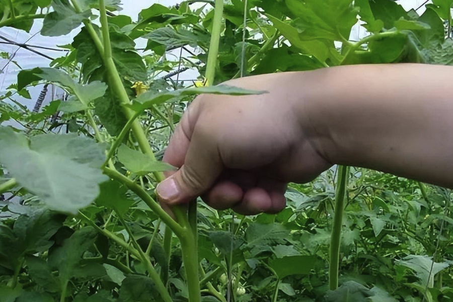 莖尖培養的培養基有哪些作用?