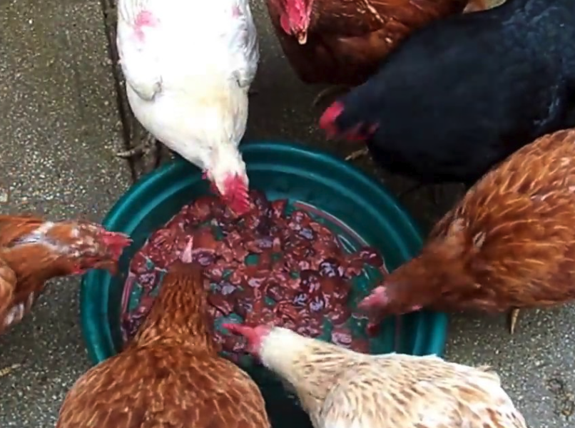 雞飼料中的肝制品是怎么制作的?