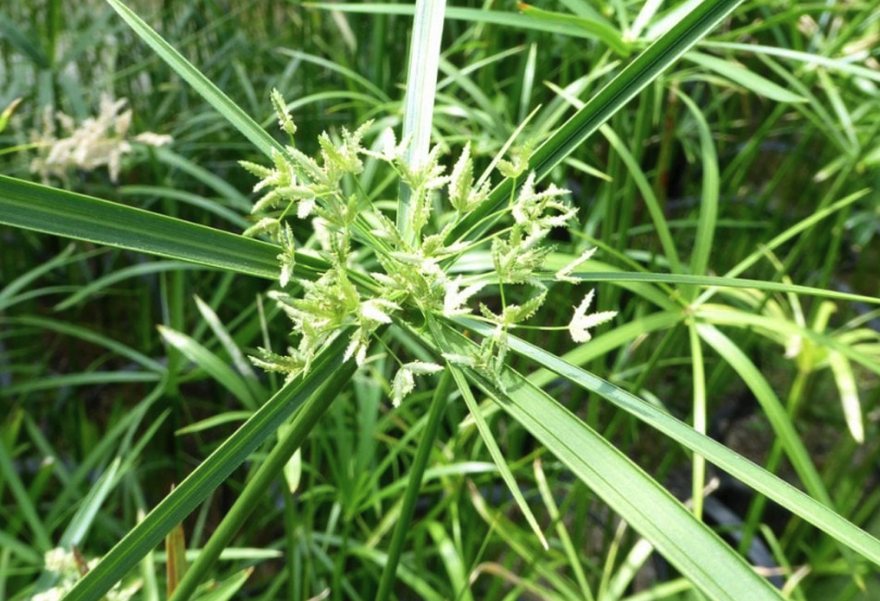 旱傘草是什么植物，有哪些形態(tài)特點？