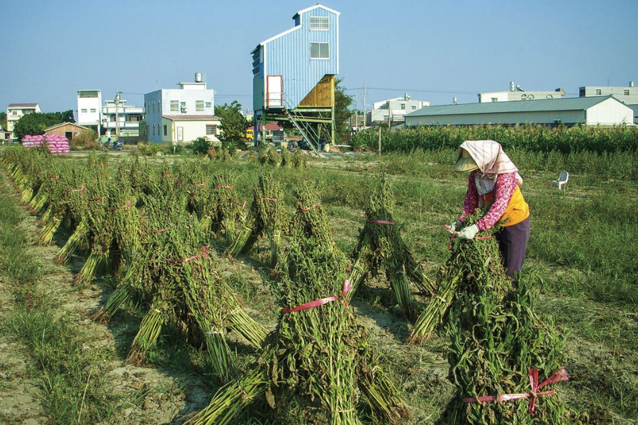 胡麻油有哪些營養價值和經濟價值？