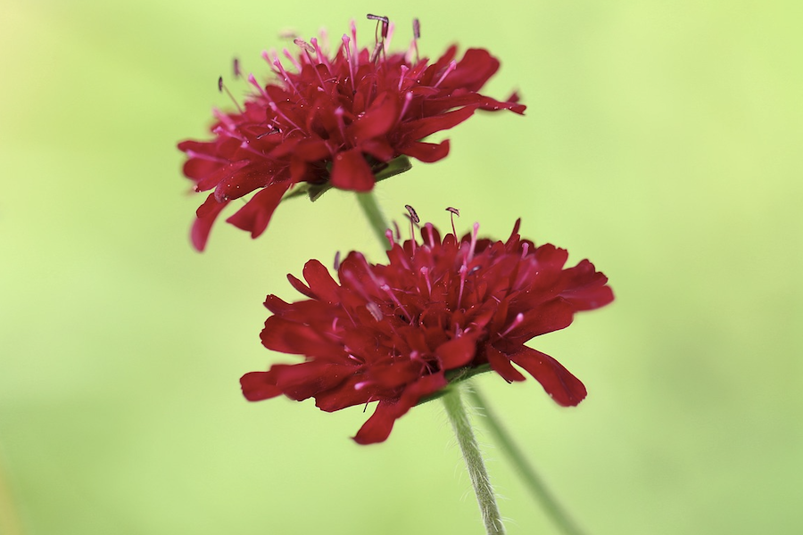 田旋花怎么培育種子和進行催芽?