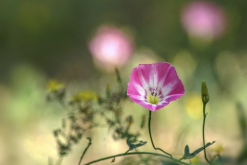 <strong>田旋花對生長環境有哪些要求，花期在什么時候?</strong>