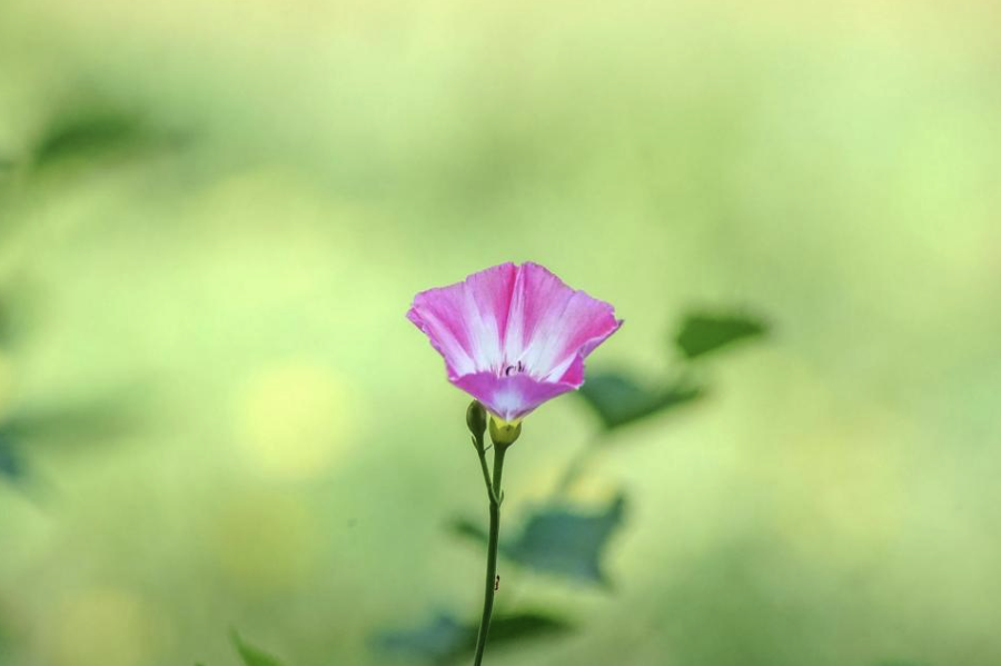 田旋花分布在哪些地區，有哪些生態習性?